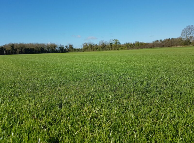 Lawn Turf - Image 2