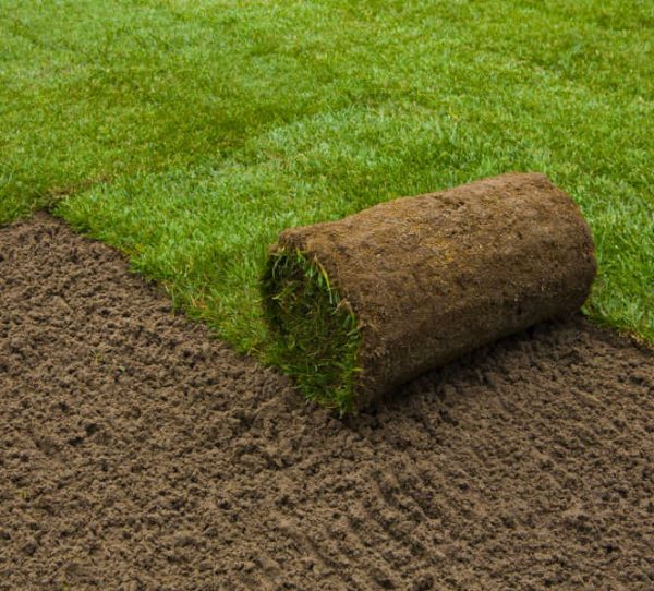 Lawn Turf