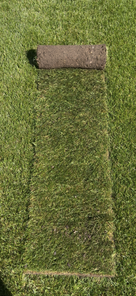 Lawn Turf