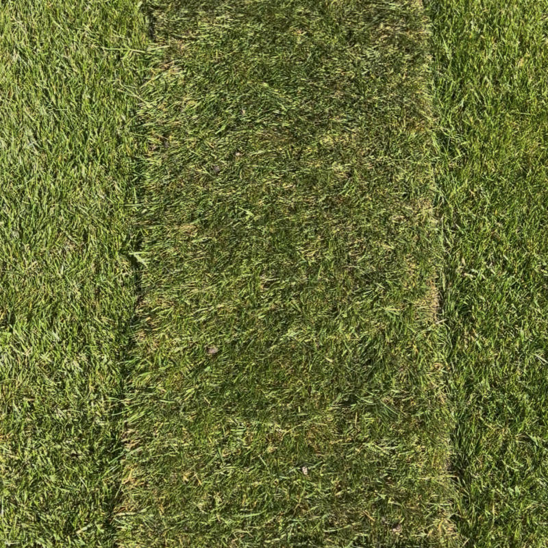Lawn Turf